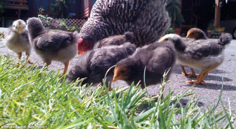 Maximizing Happiness with Hen-Raised Chicks Image